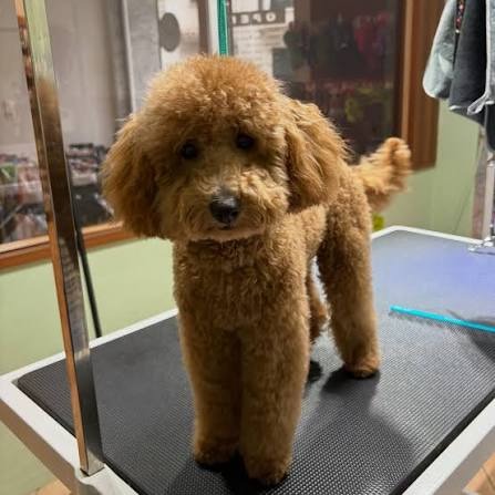 Poodle μετά το κούρεμα στο τραπέζι grooming