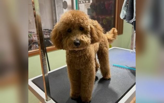 Κομμωτήριο σκύλων Κομοτηνή, poodle μετά το κούρεμα στο τραπέζι grooming